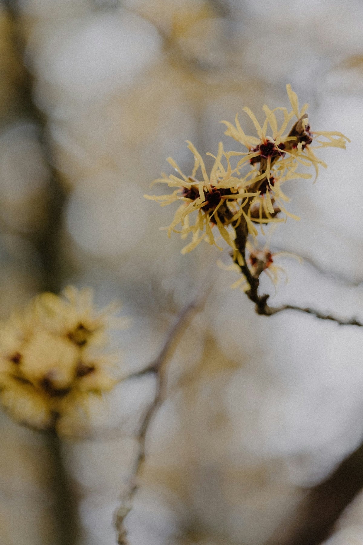 What is Witch Hazel?